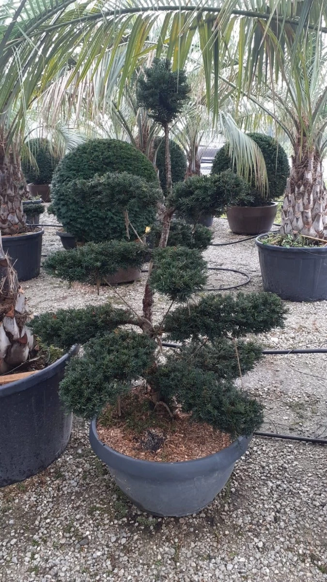 Taxus Als Bonsai (Taxus Baccata) 2 Taxus Als Bonsai (Taxus Baccata) - Afbeelding 2