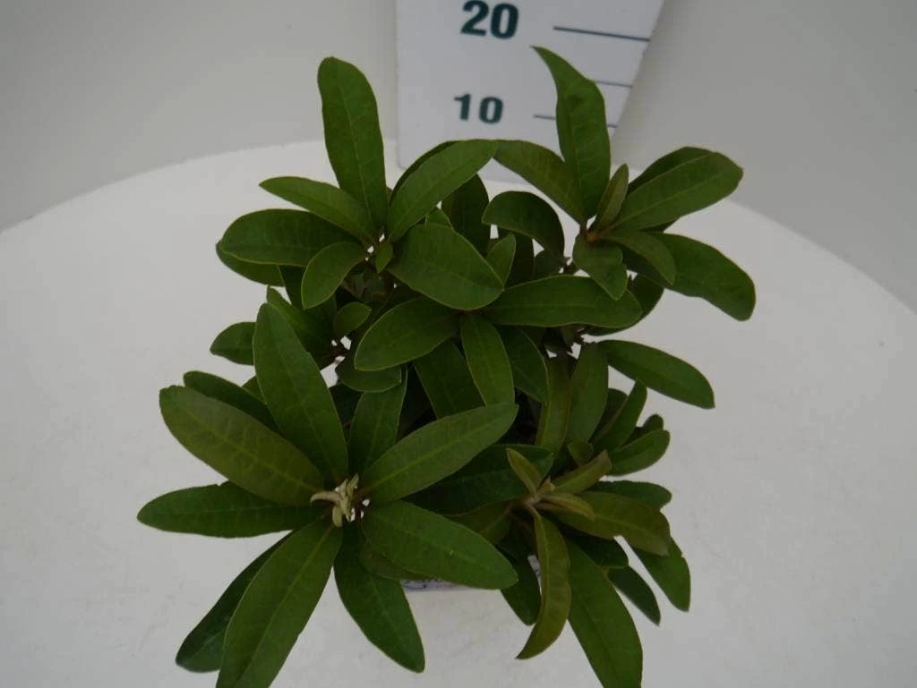 Rhododendron (Rhododendron 'Wilgen's Ruby') 3 Rhododendron (Rhododendron 'Wilgen's Ruby') - Afbeelding 3