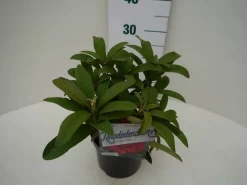 Rhododendron (Rhododendron 'Wilgen's Ruby') 22 Rhododendron (Rhododendron 'Wilgen's Ruby') -Tuinplanten Winkel wilgens ruby c2 zij