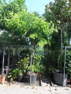 Blauwe Regen Als Boom (Wisteria Sinensis 'Prolific') 9 Blauwe Regen Als Boom (Wisteria Sinensis 'Prolific') -Tuinplanten Winkel wisteria 10 12ho cont