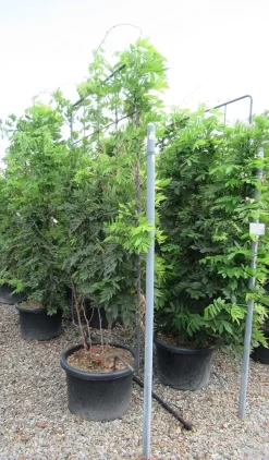 Blauwe Regen Als Leivorm (Wisteria Brachybotrys 'Yokohama Fuji') 16 Blauwe Regen Als Leivorm (Wisteria Brachybotrys 'Yokohama Fuji') -Tuinplanten Winkel wisteria 110x180 leivorm