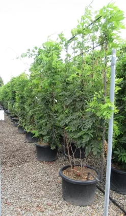 Blauwe Regen Als Leivorm (Wisteria Brachybotrys 'Yokohama Fuji') 15 Blauwe Regen Als Leivorm (Wisteria Brachybotrys 'Yokohama Fuji') -Tuinplanten Winkel wisteria 110x180 leivorm 2