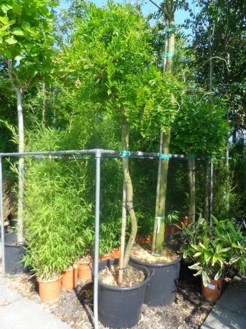 Blauwe Regen Als Boom (Wisteria Sinensis 'Prolific') 2 Blauwe Regen Als Boom (Wisteria Sinensis 'Prolific') - Afbeelding 2