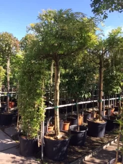 Blauwe Regen Als Boom (Wisteria Sinensis 'Prolific') 10 Blauwe Regen Als Boom (Wisteria Sinensis 'Prolific') -Tuinplanten Winkel wisteria boom blauw 16 18