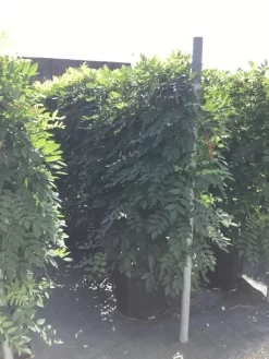 Blauwe Regen Als Leivorm (Wisteria Brachybotrys 'Yokohama Fuji') 12 Blauwe Regen Als Leivorm (Wisteria Brachybotrys 'Yokohama Fuji') -Tuinplanten Winkel wisteria lage leivorm 2