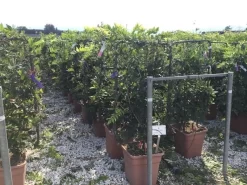 Blauwe Regen Als Leivorm (Wisteria Brachybotrys 'Yokohama Fuji') 11 Blauwe Regen Als Leivorm (Wisteria Brachybotrys 'Yokohama Fuji') -Tuinplanten Winkel wisteria lage leivorm c18