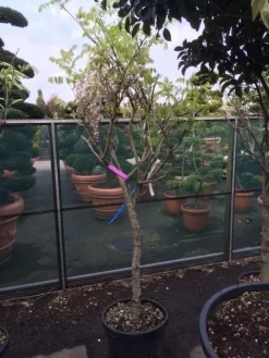Blauwe Regen Als Boom (Wisteria Sinensis 'Prolific') 11 Blauwe Regen Als Boom (Wisteria Sinensis 'Prolific') -Tuinplanten Winkel wisteria rose alleen als halfstam 1