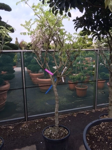 Blauwe Regen Als Boom (Wisteria Sinensis 'Prolific') 5 Blauwe Regen Als Boom (Wisteria Sinensis 'Prolific') - Afbeelding 5