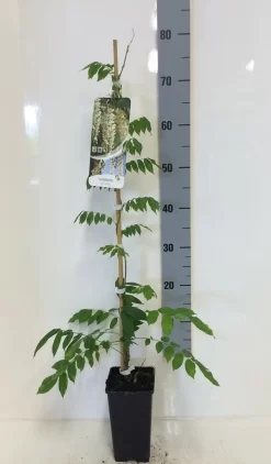 Japanse Blauwe Regen, Wit (Wisteria Floribunda 'Alba') -Tuinplanten Winkel wisteria sin. alba 80 100 c2