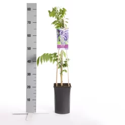 Blauwe Regen (Wisteria Sinensis) 11 Blauwe Regen (Wisteria Sinensis) -Tuinplanten Winkel wisteria sinensis