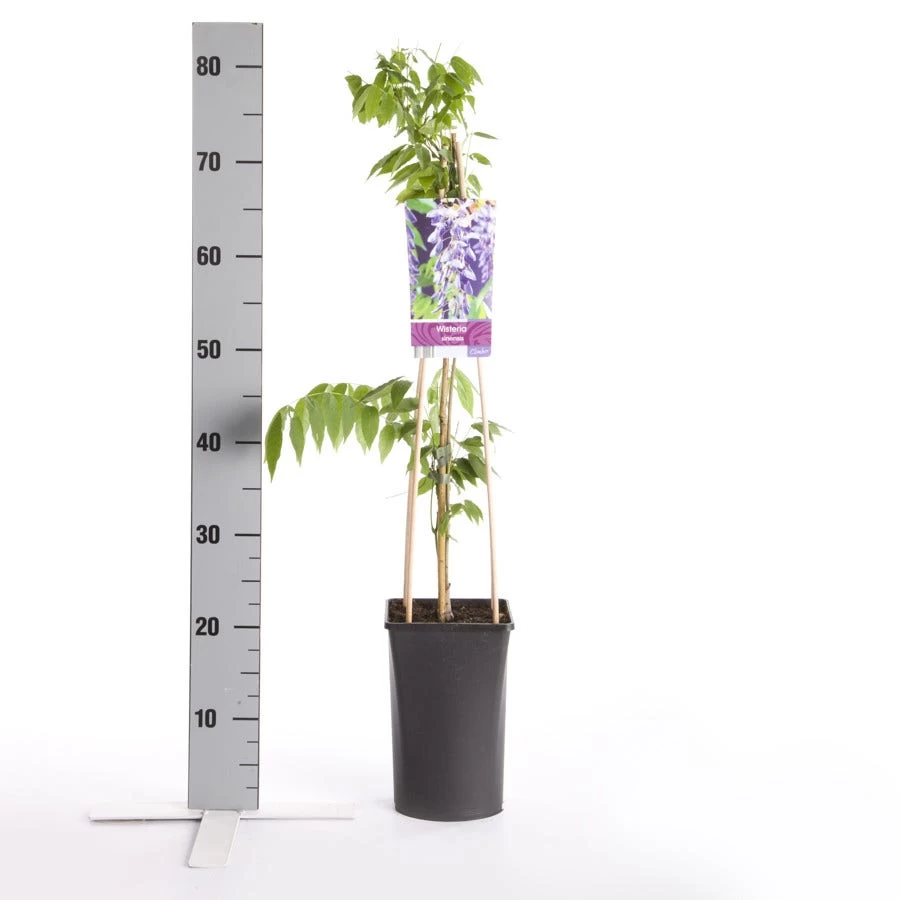 Blauwe Regen (Wisteria Sinensis) 4 Blauwe Regen (Wisteria Sinensis) - Afbeelding 4