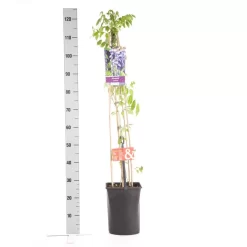 Blauwe Regen (Wisteria Sinensis) 10 Blauwe Regen (Wisteria Sinensis) -Tuinplanten Winkel wisteria sinensis 1.00 1.25