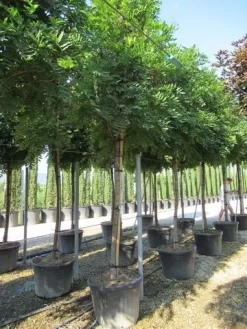 Blauwe Regen Als Boom (Wisteria Sinensis 'Prolific') 13 Blauwe Regen Als Boom (Wisteria Sinensis 'Prolific') -Tuinplanten Winkel wisteria sinensis prolific 16 18