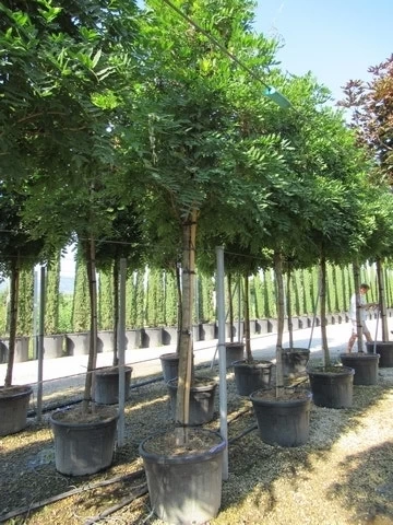 Blauwe Regen Als Boom (Wisteria Sinensis 'Prolific') 7 Blauwe Regen Als Boom (Wisteria Sinensis 'Prolific') - Afbeelding 7