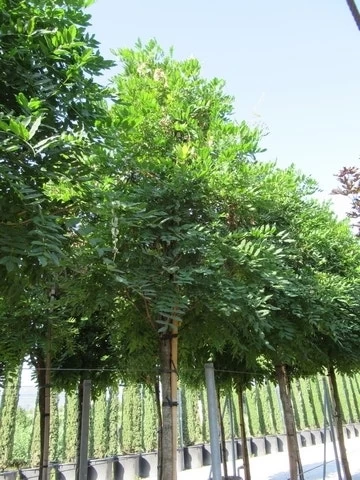 Blauwe Regen Als Boom (Wisteria Sinensis 'Prolific') 6 Blauwe Regen Als Boom (Wisteria Sinensis 'Prolific') - Afbeelding 6