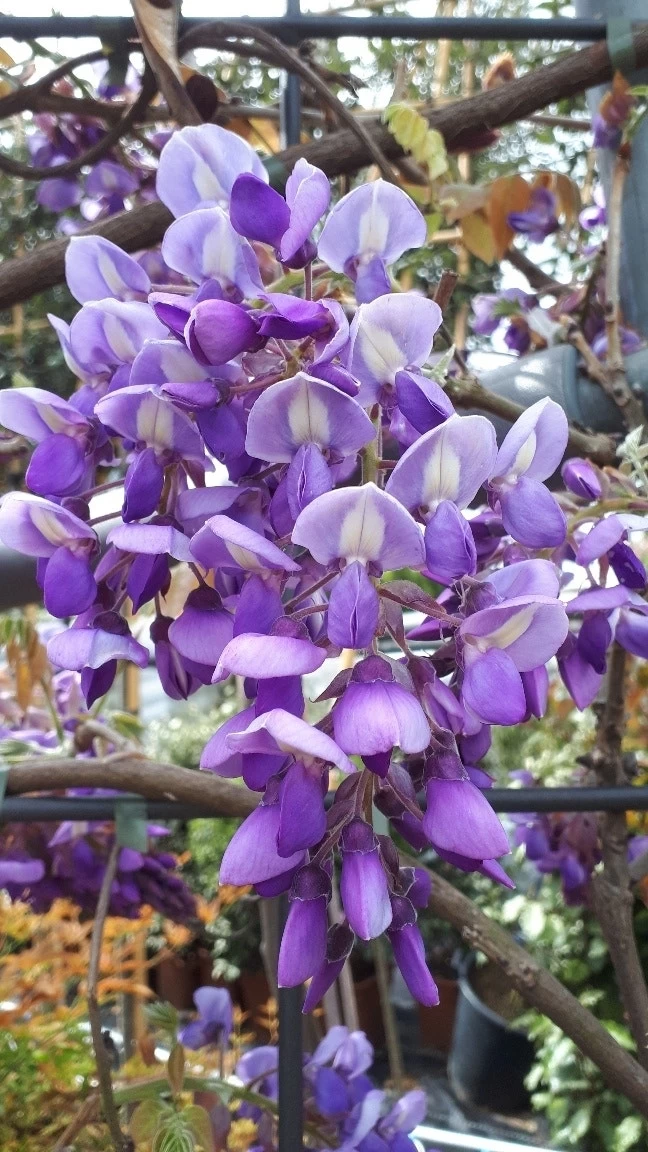 Blauwe Regen Als Leivorm (Wisteria Brachybotrys 'Yokohama Fuji') 9 Blauwe Regen Als Leivorm (Wisteria Brachybotrys 'Yokohama Fuji') - Afbeelding 9