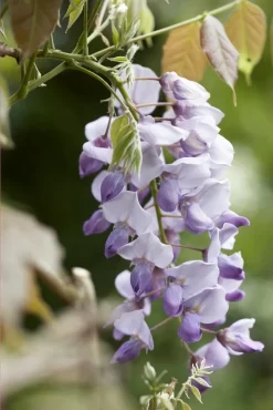 Blauweregen (Wisteria Sinensis 'Caroline')