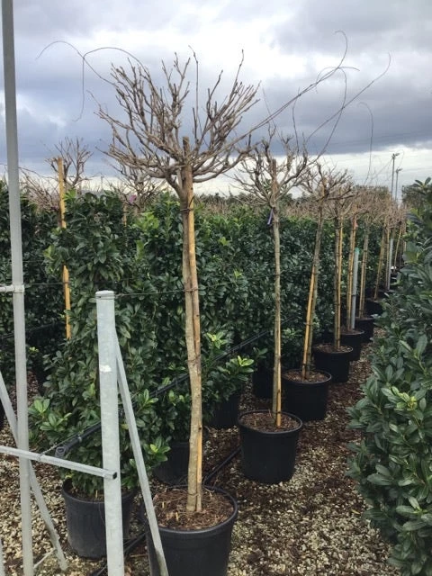 Blauwe Regen Als Boom (Wisteria Formosa 'Issai') 2 Blauwe Regen Als Boom (Wisteria Formosa 'Issai') - Afbeelding 2