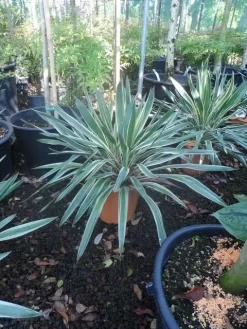 Palmlelie (Yucca Gloriosa 'Variegata') 10 Palmlelie (Yucca Gloriosa 'Variegata') -Tuinplanten Winkel yucca gloriosa variegatum c10