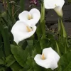 Moerasaronskelk (Zantedeschia Aethiopica)