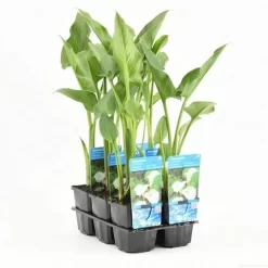 Moerasaronskelk (Zantedeschia Aethiopica) -Tuinplanten Winkel zantedeschia aethiopica t e 11390 p9
